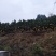 贵州山沟无污染绿色香柚