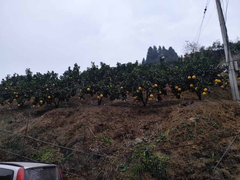 贵州山沟无污染绿色香柚