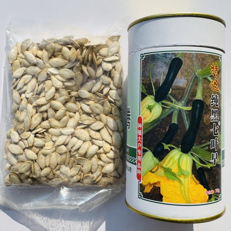 纯黑七叶早南瓜种子早熟嫩南瓜种子味甜微面瓜肚小种植户推荐