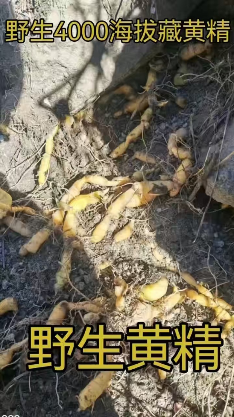 纯野生藏黄精