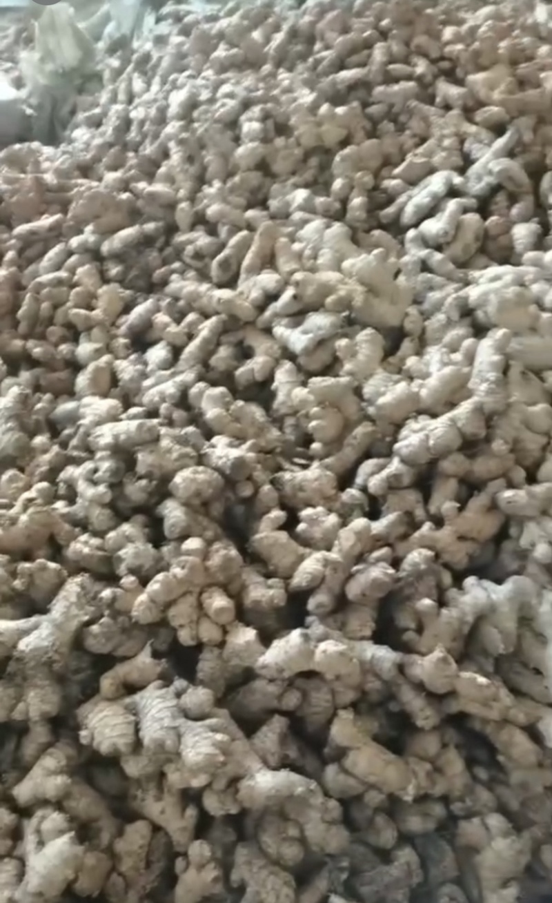 云南无硫小黄姜片小黄姜老母姜片干姜片