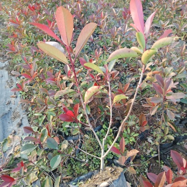 红叶石楠大杯苗，大量常年出售，欢迎采购