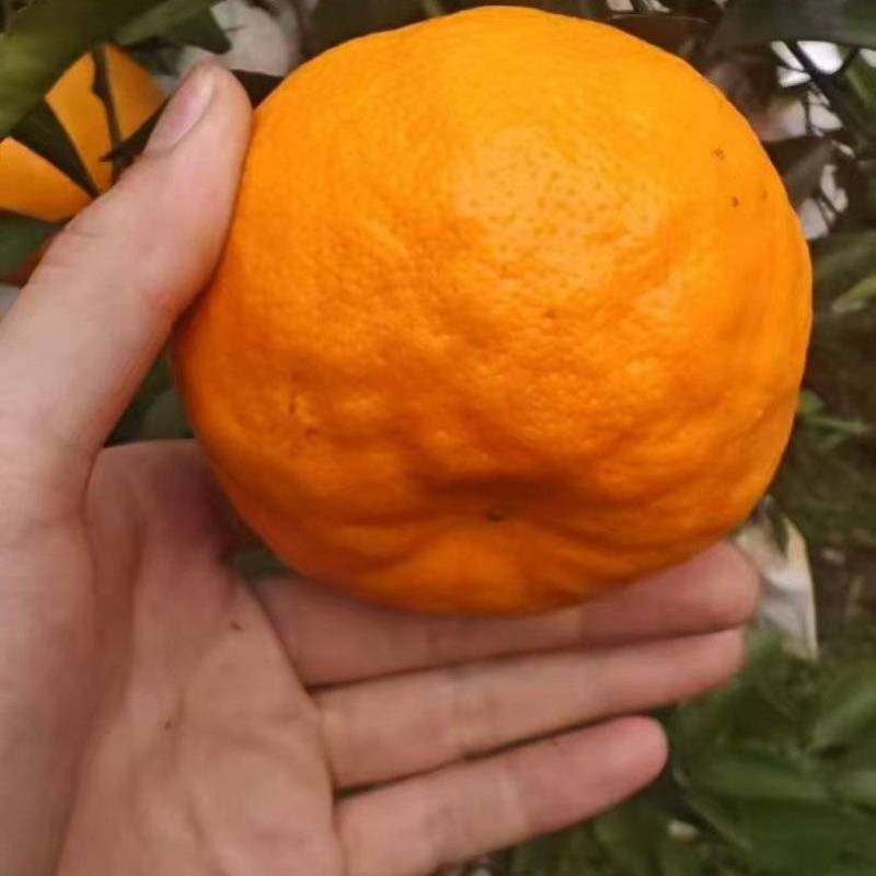 耙耙柑