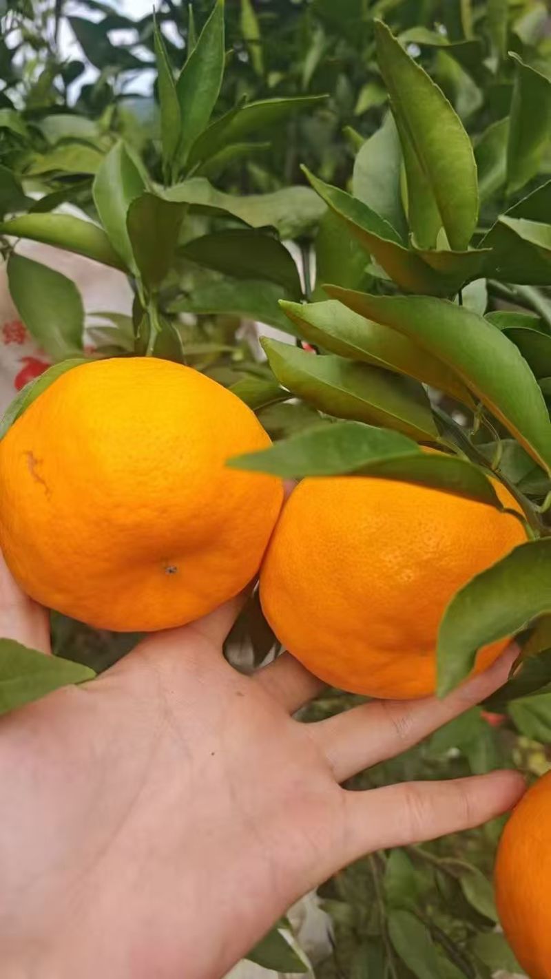 耙耙柑