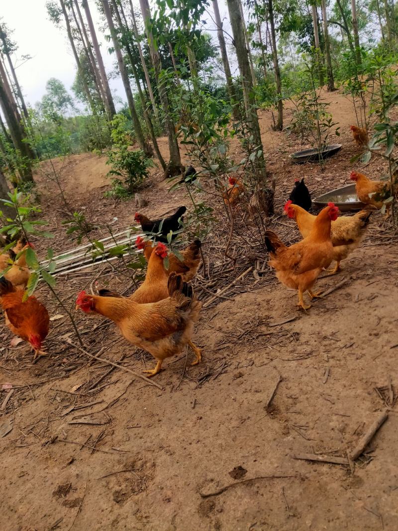 不喂饲料，七个月的鸡