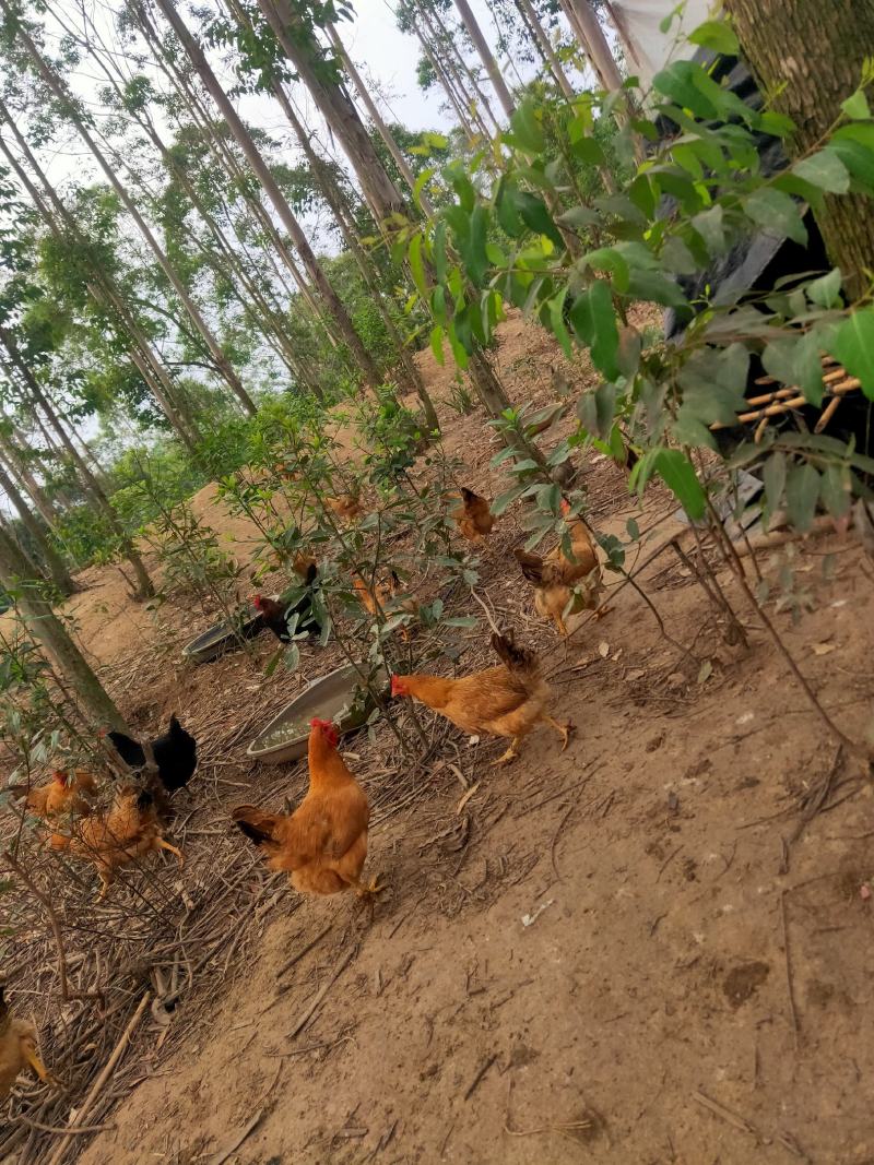 不喂饲料，七个月的鸡