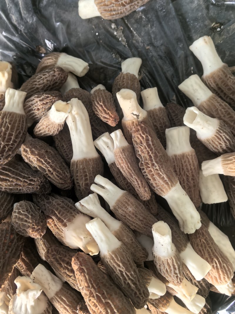 基地直供，批发零售，大量现货，鲜品