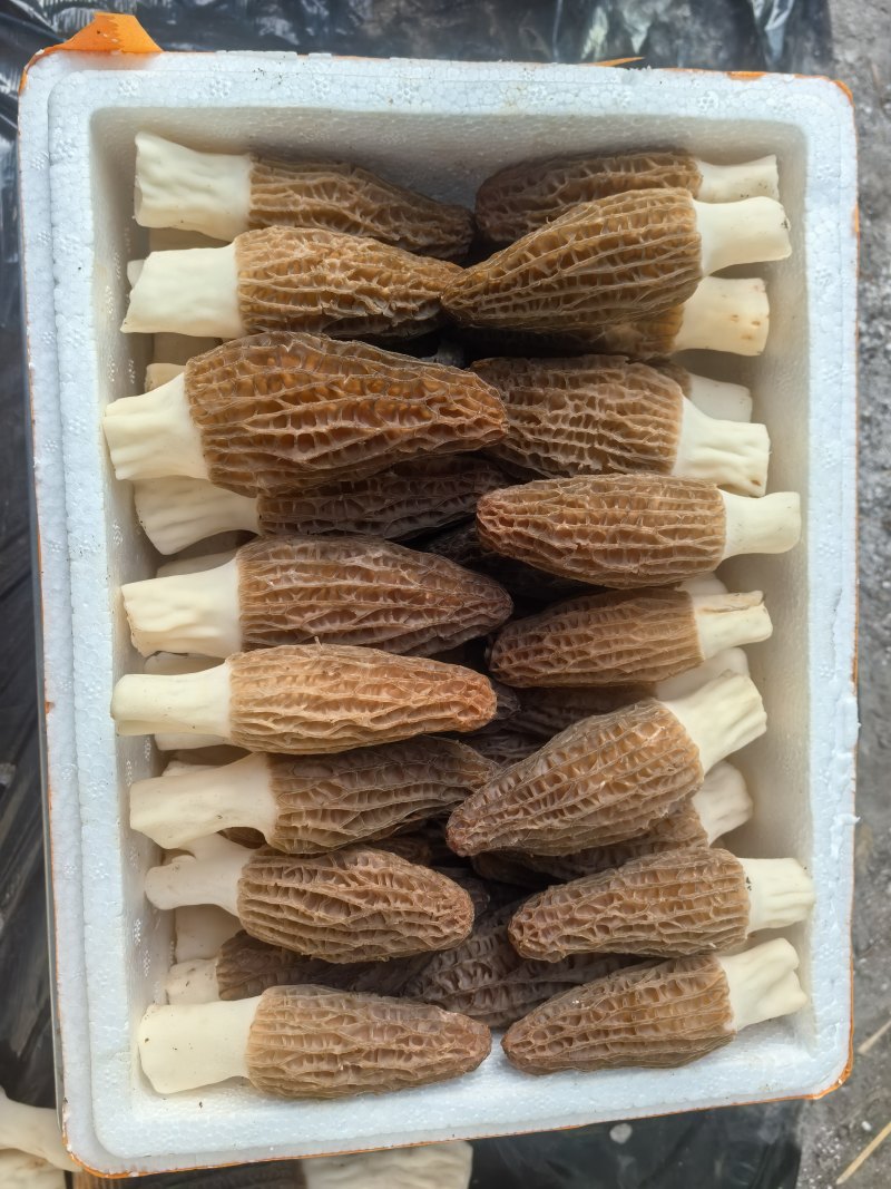 基地直供，批发零售，大量现货，鲜品