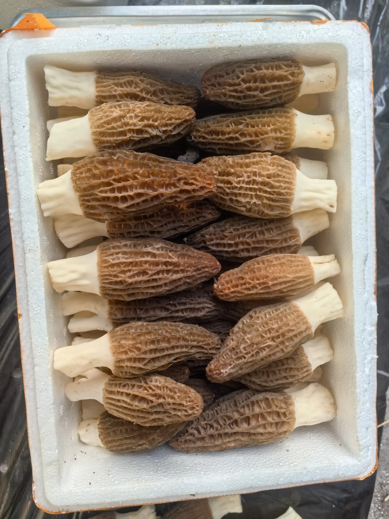 基地直供，批发零售，大量现货，鲜品