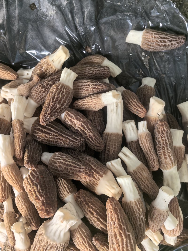 基地直供，批发零售，大量现货，鲜品
