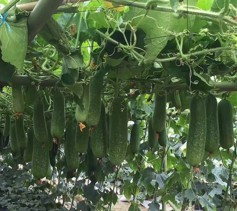 冬瓜种子绿福99早熟花点毛节瓜杂交品种翠绿皮绿肉