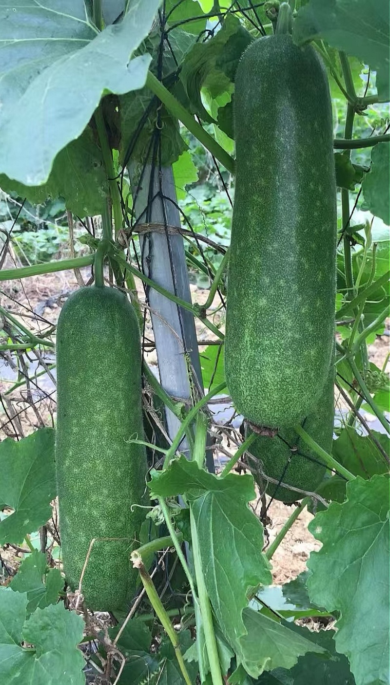 冬瓜种子绿福99早熟花点毛节瓜杂交品种翠绿皮绿肉