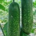 冬瓜种子绿福99早熟花点毛节瓜杂交品种翠绿皮绿肉