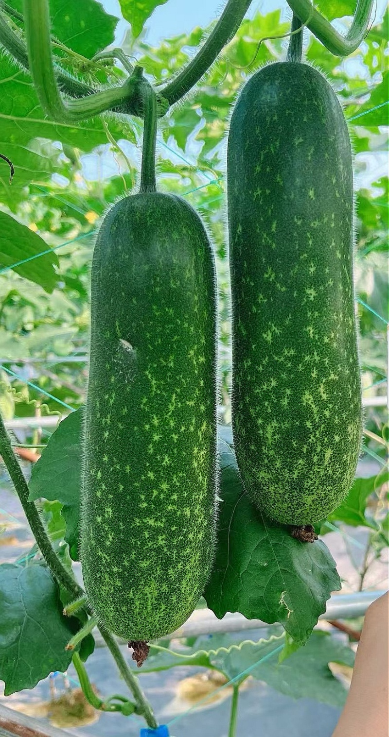 冬瓜种子绿福99早熟花点毛节瓜杂交品种翠绿皮绿肉