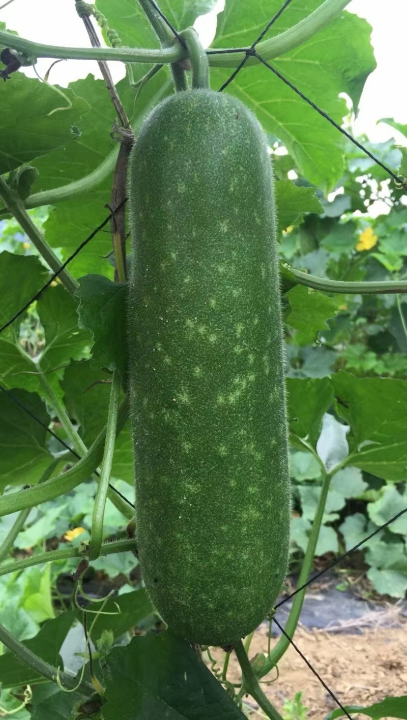 冬瓜种子绿福99早熟花点毛节瓜杂交品种翠绿皮绿肉
