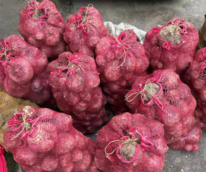 花魔芋个大肉厚
