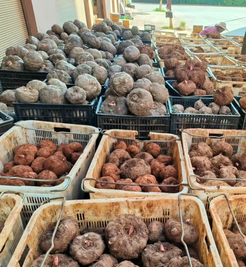花魔芋个大肉厚