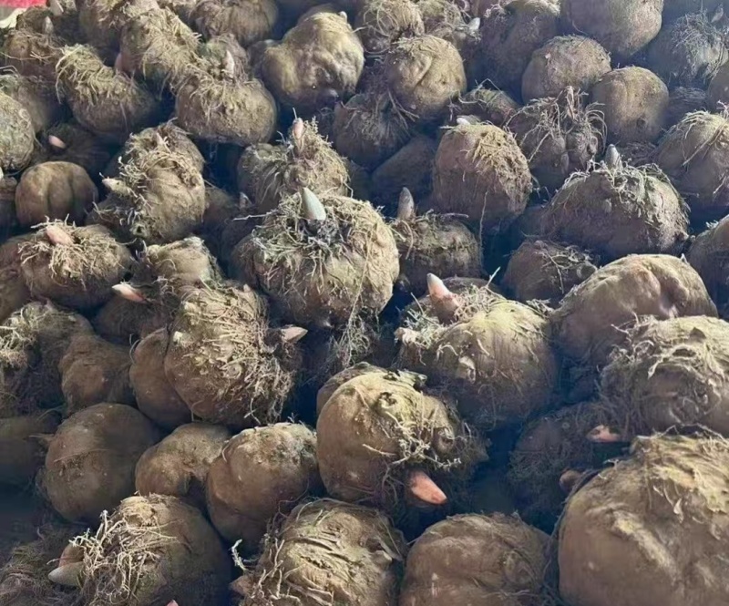 花魔芋个大肉厚