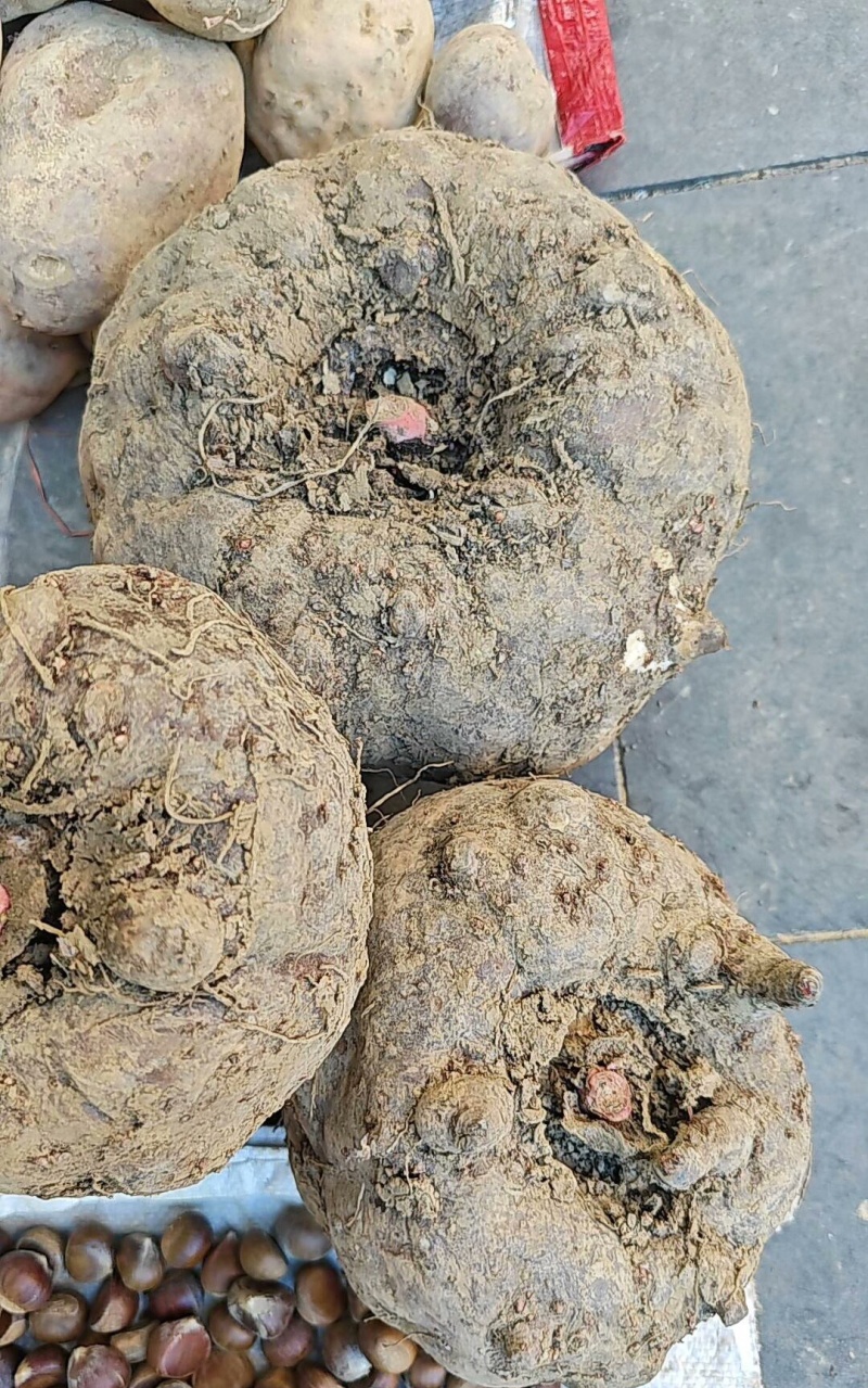 花魔芋个大肉厚