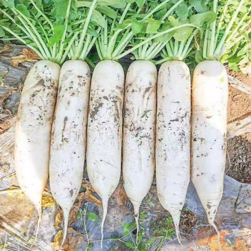 白萝卜自家种植的白萝卜数量不多
