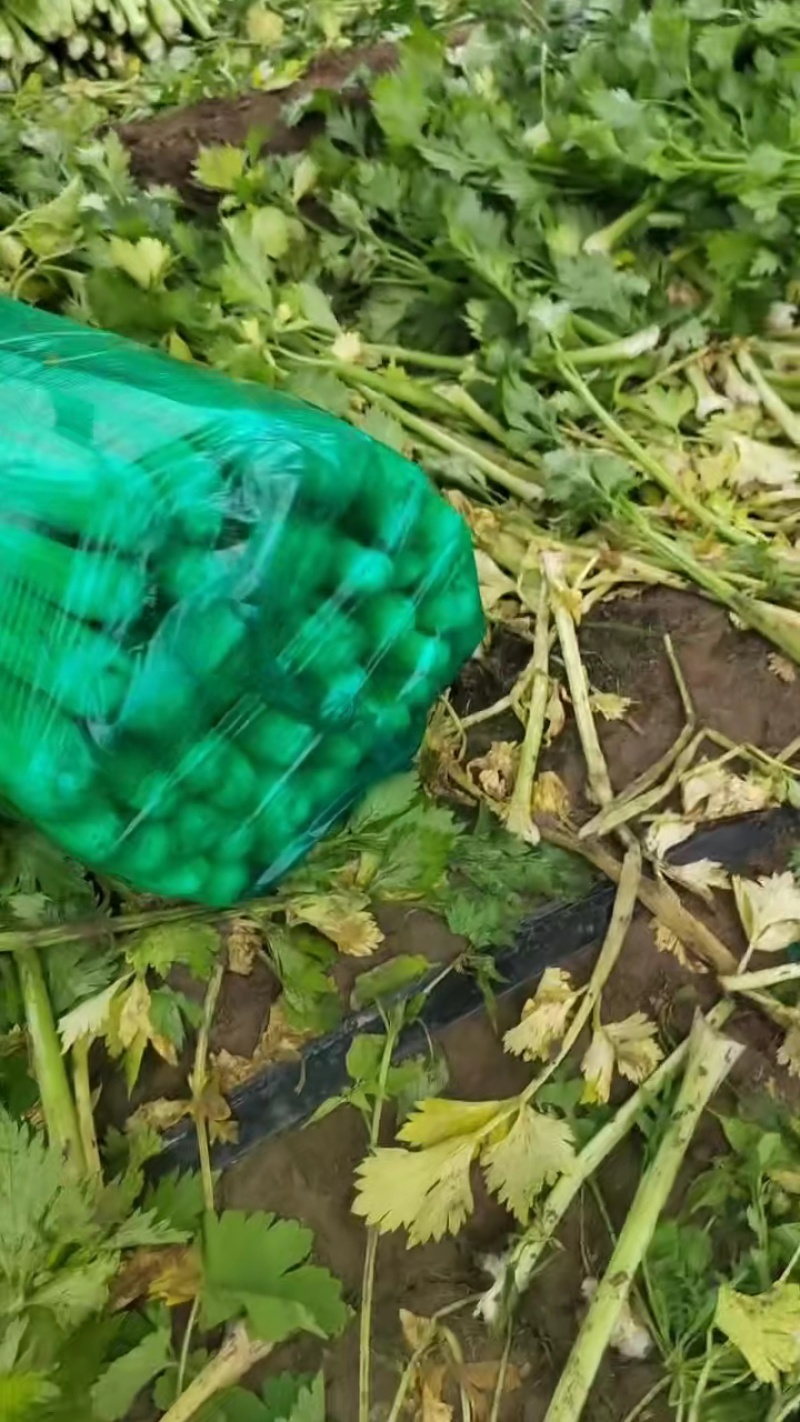 滑县西芹产地