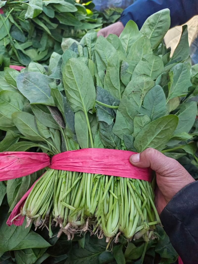 菠菜，大量有货，质量保证，可以发往全国各地。