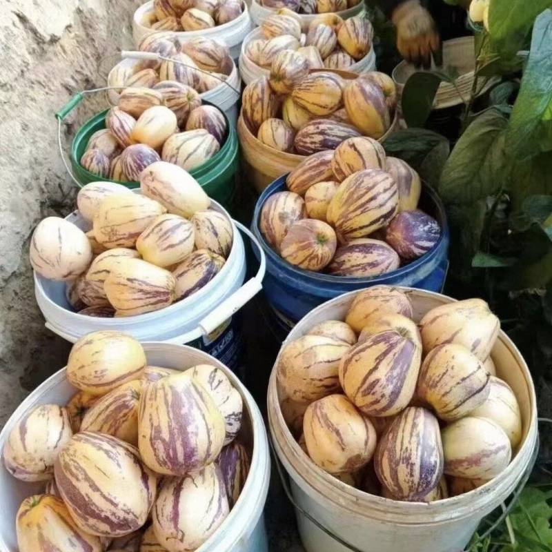 人参果，现采现发