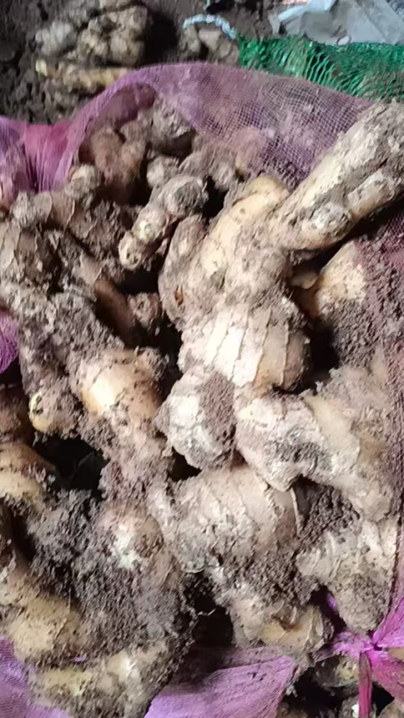 黄姜大量有货，价格美丽！