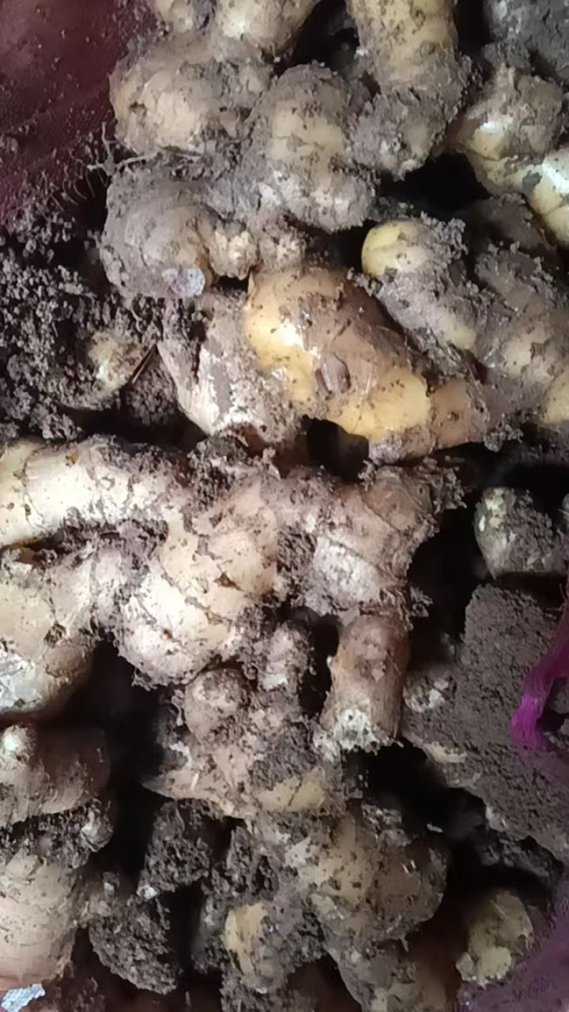 黄姜大量有货，价格美丽！