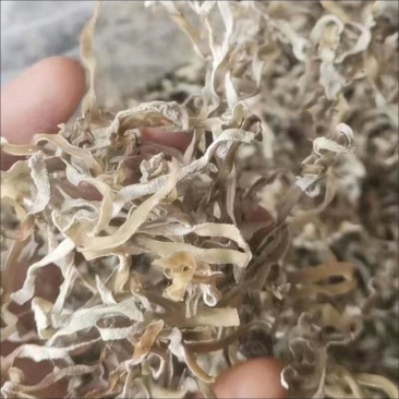 白玉丝木耳白竹耳白木耳兔耳菌大白竹菇