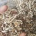 白玉丝木耳白竹耳白木耳兔耳菌大白竹菇