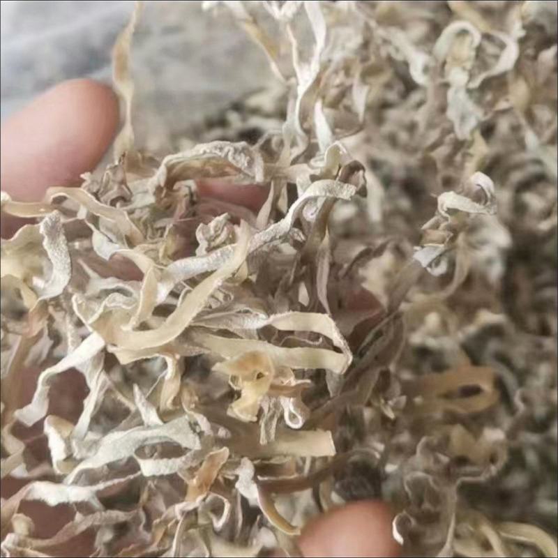 白玉丝木耳白竹耳白木耳兔耳菌大白竹菇