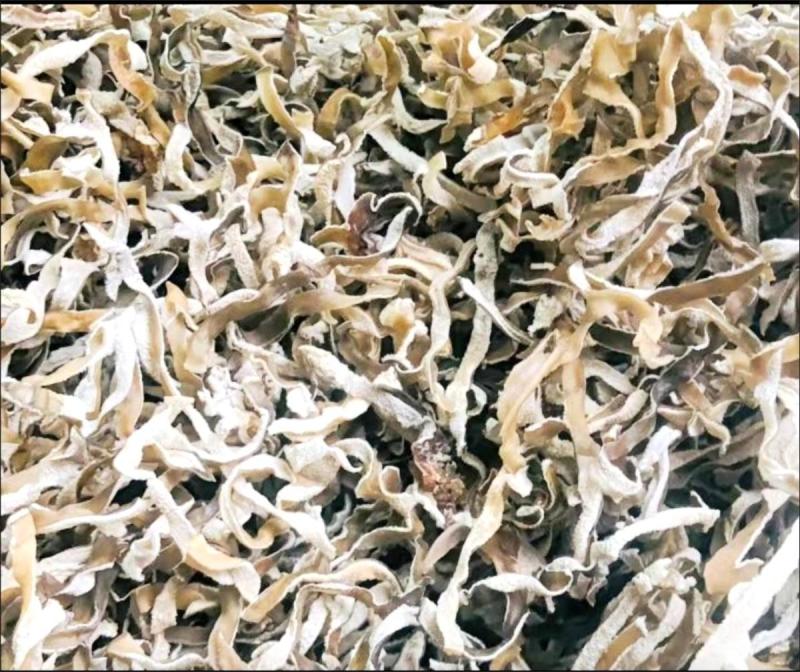 白玉丝木耳白竹耳白木耳兔耳菌大白竹菇