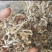 白玉丝木耳白竹耳白木耳兔耳菌大白竹菇