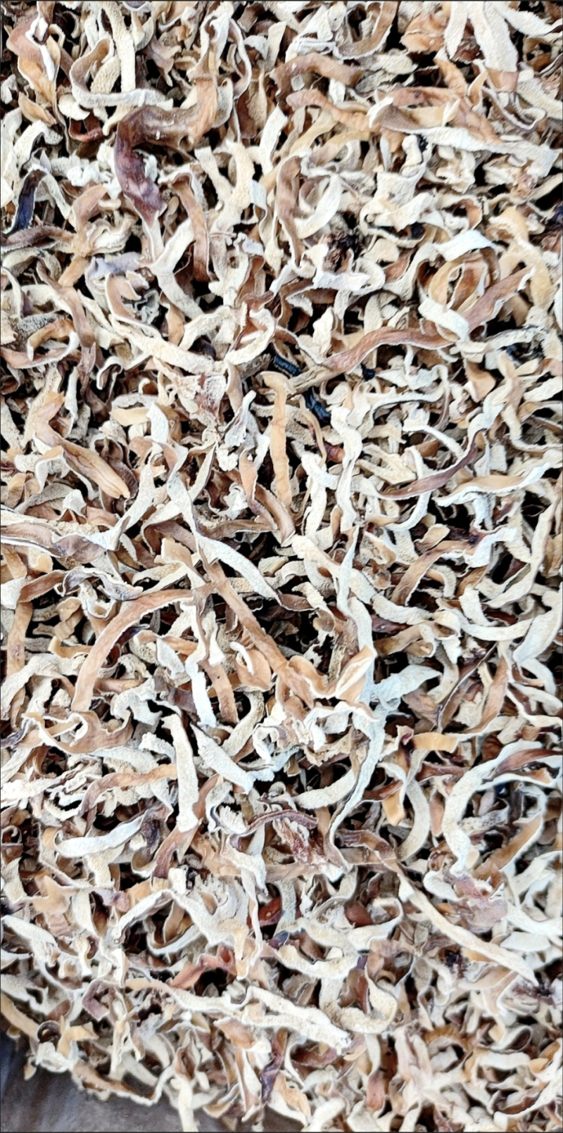 白玉丝木耳白竹耳白木耳兔耳菌大白竹菇