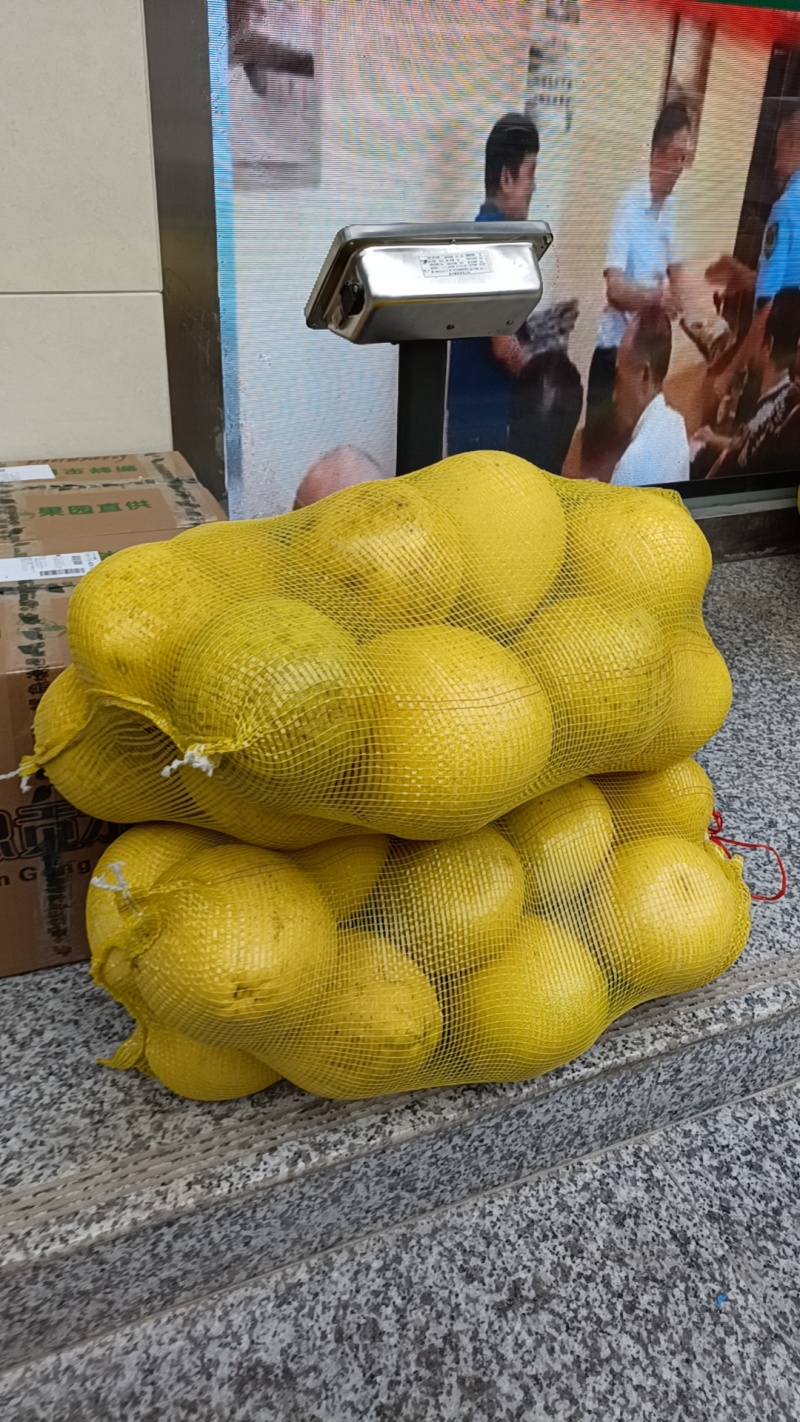 贡水白柚
