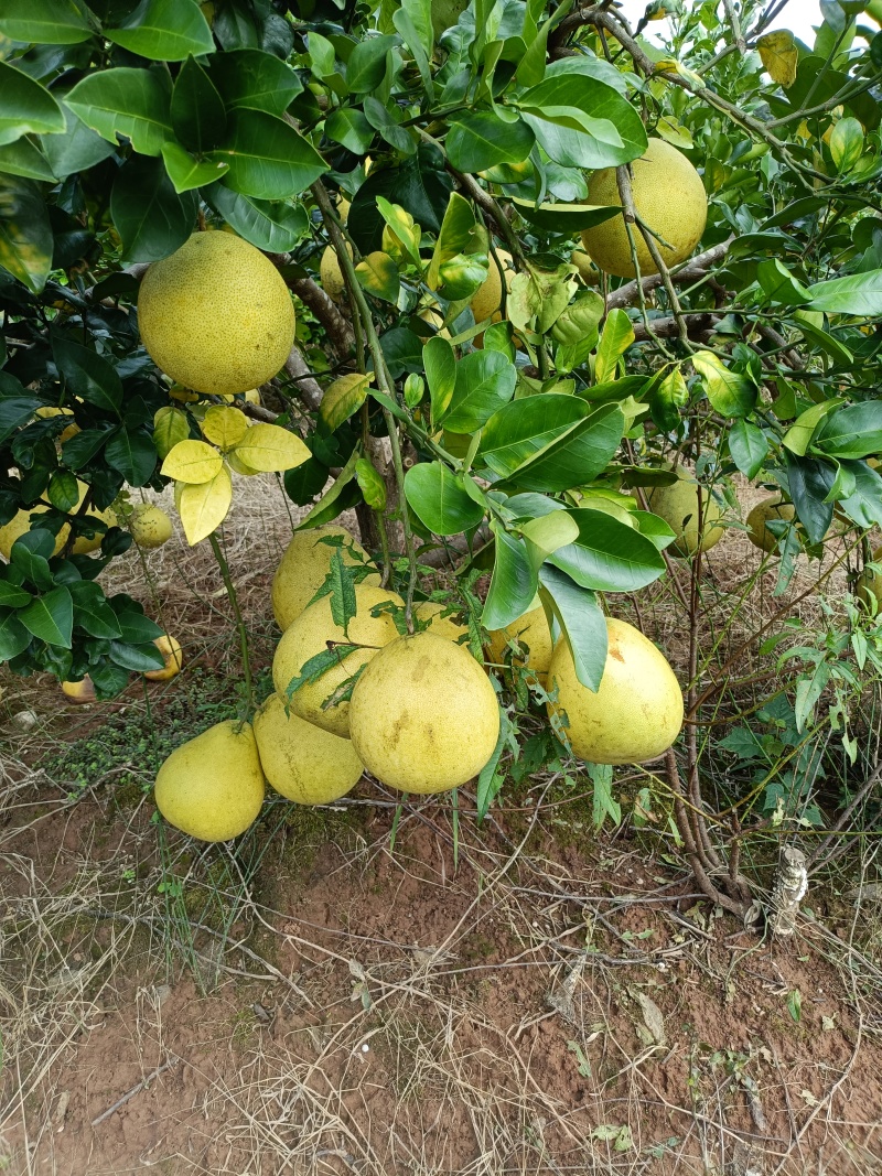 贡水白柚