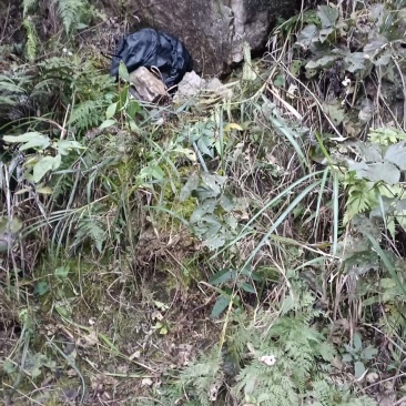 野生正宗土蜂蜜