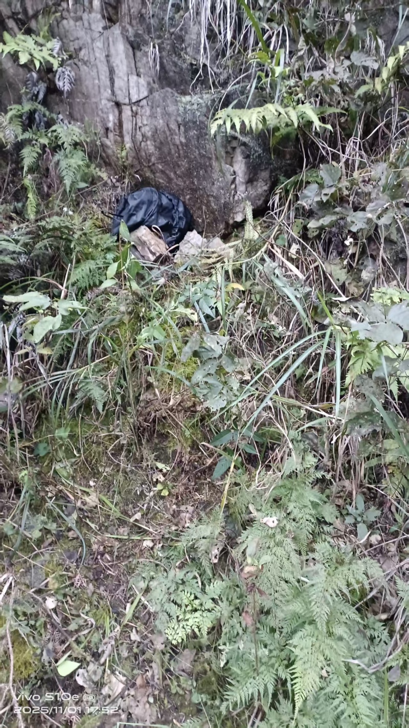 野生正宗土蜂蜜