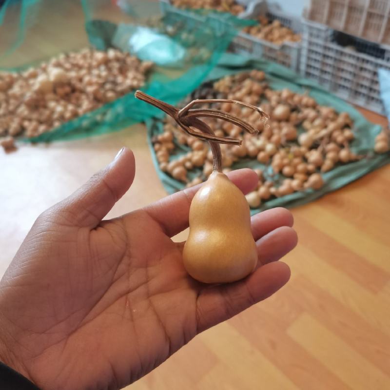 小美葫芦通货