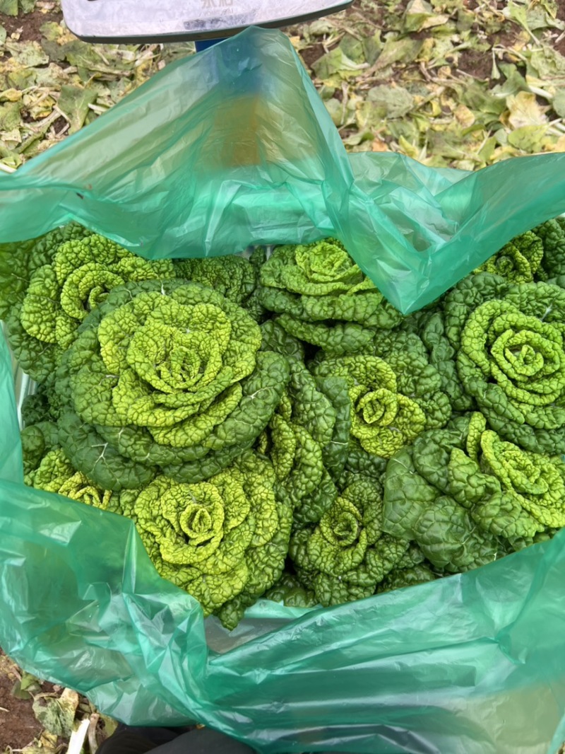 精品黄心