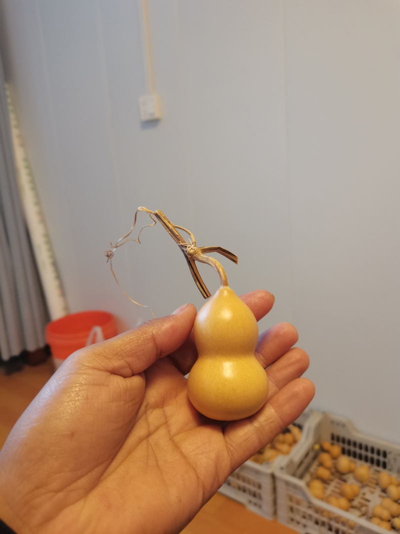小美葫芦通货