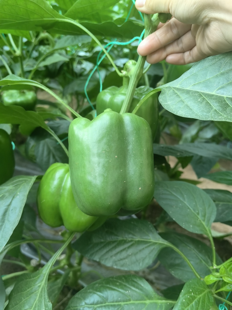 黄彩椒红彩椒太空椒方椒各种辣椒苗四季有苗抗病高产果型好
