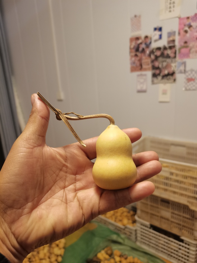 小美葫芦通货