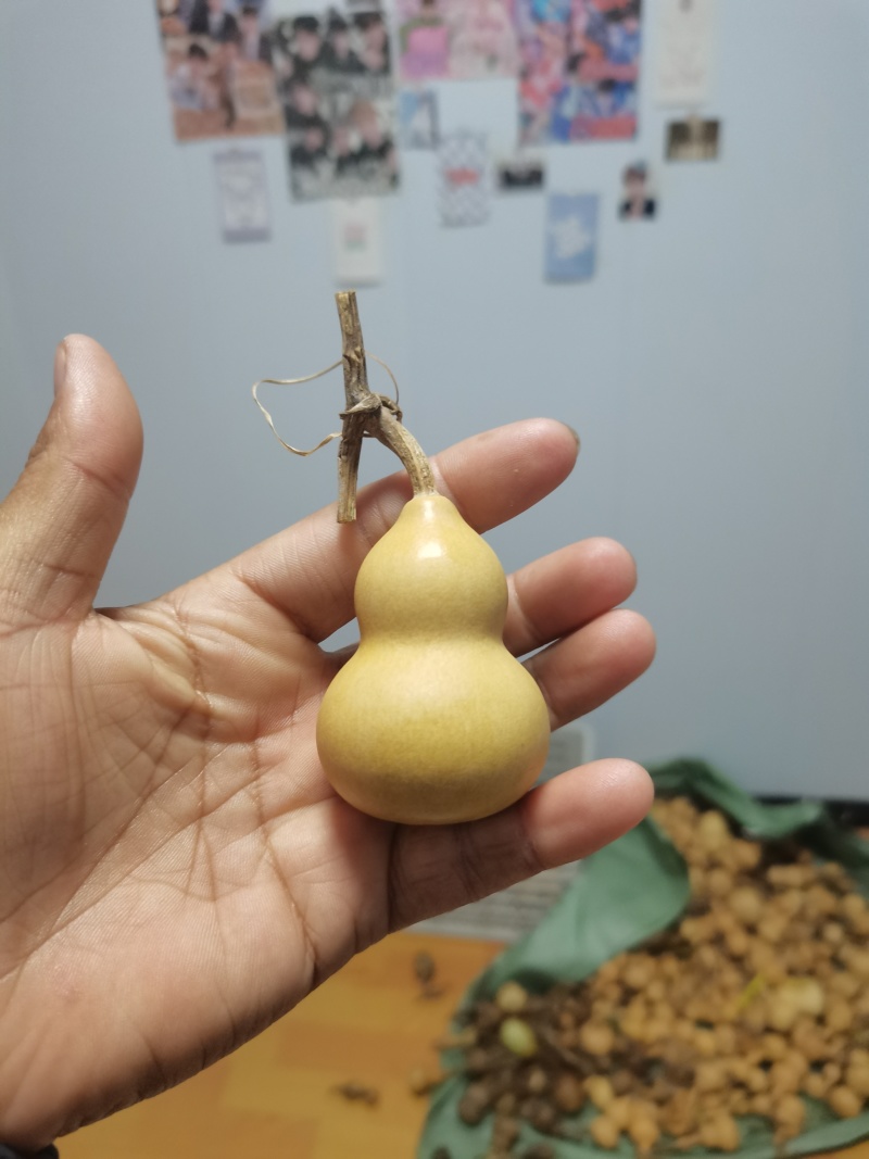 小美葫芦通货