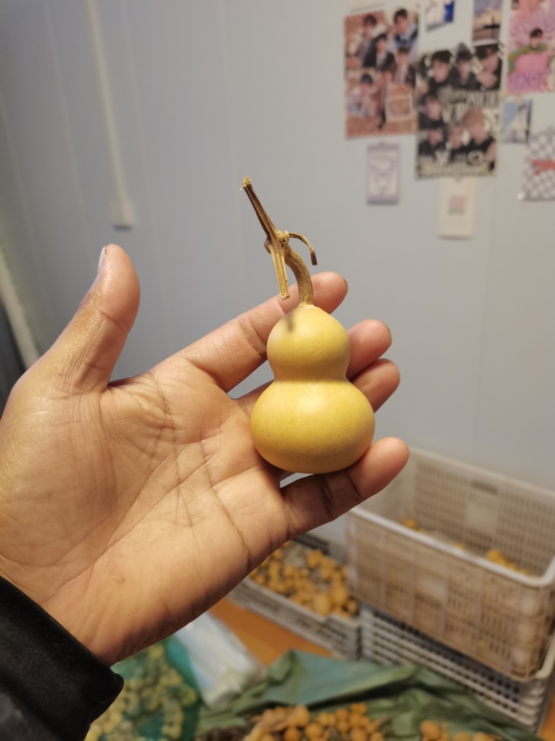小美葫芦通货