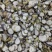 槲寄生，东北产各种规格槲寄生，大货供应，产地直销