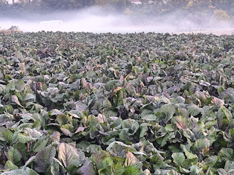 武汉特产洪山甜菜心，我们是专业种植基地，每天一万斤