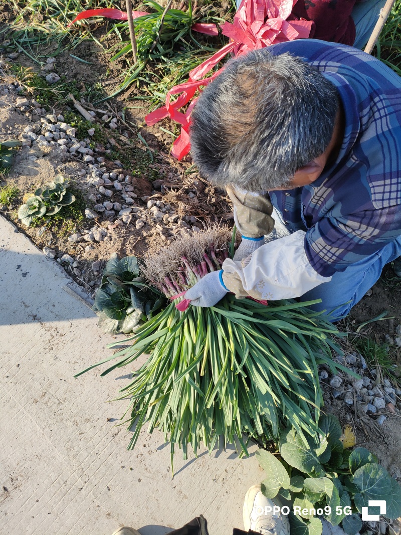 江苏大丰,精品大棚，【红根蒜苗，新鲜上市,品质保证，欢迎咨询