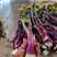 武汉特色产品洪山菜苔紫菜苔自有农场保障供应